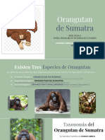 Orangutan de Sumatra PDF