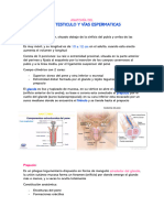 Anatomía de Pene, Testiculo y Vías Espermaticas