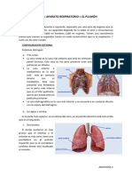 Tema 4 Pulmon