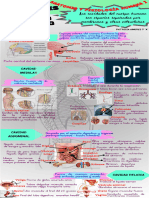 AmoresP 7A Deber2 - AnatomiFisiologia I Infografía
