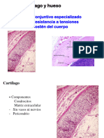 Tema 3 Alumnos Cartílago y Hueso Parte 1