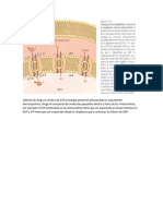 Mitocondrias y Cloroplastos