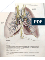 Láminas Corazón Altas Anatomía )