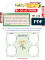 Cuidado de Las Plantas para Primer Grado de Primaria