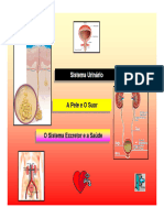 15 - Sistema Urinário