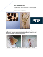 Habitat Del Parasito y Ciclos Evolutivos