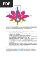 Partes de La Flor y Sus Funciones - Resumen y Esquemas | PDF | Flores ...