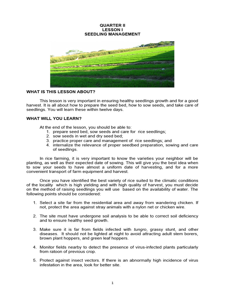 Dapog Method for Rice Seedling Management | PDF | Fertilizer | Manure