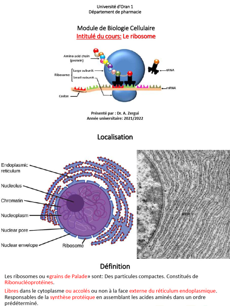 Le ribosome : structure et fonction | PDF | Ribosome | Acide ...