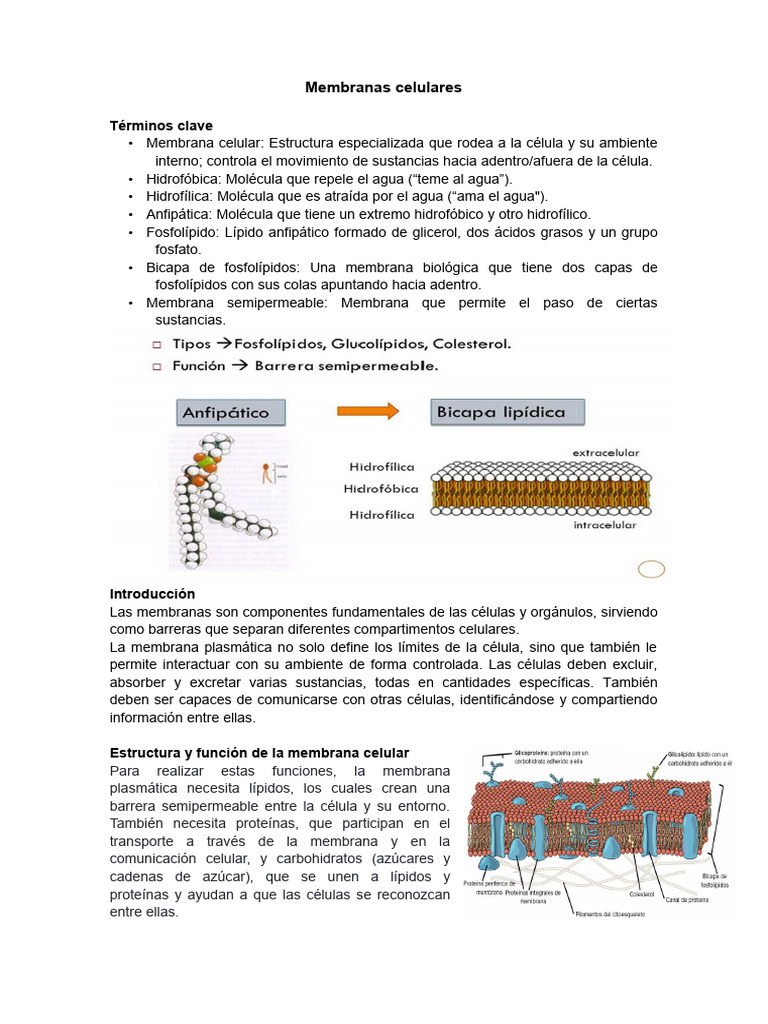 Estructura y funciones de membranas celulares | PDF | Membrana celular ...