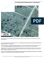 Deforest Menonita Peru