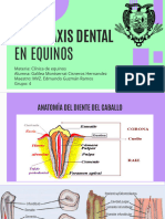 Profilaxis Dental en Equinos