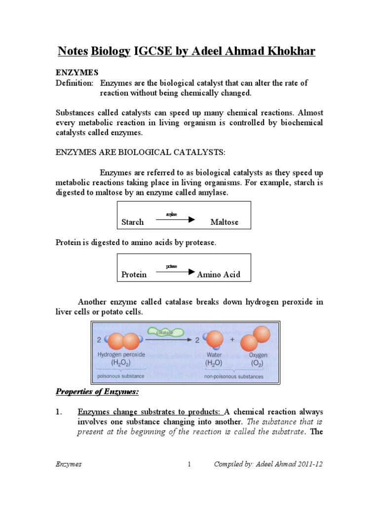 Understanding Enzymes in Biology | PDF | Enzyme | Active Site