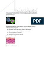 Actividad 1 Cuerpo Humano