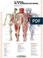 LAMINA Cuerpo-Humano Sistemas BILLIKEN