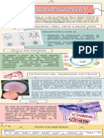 Cromosomas Politénicos de Drosophila Melanogaster