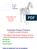 Introducción A La Osteología Del Esqueleto Apendicular