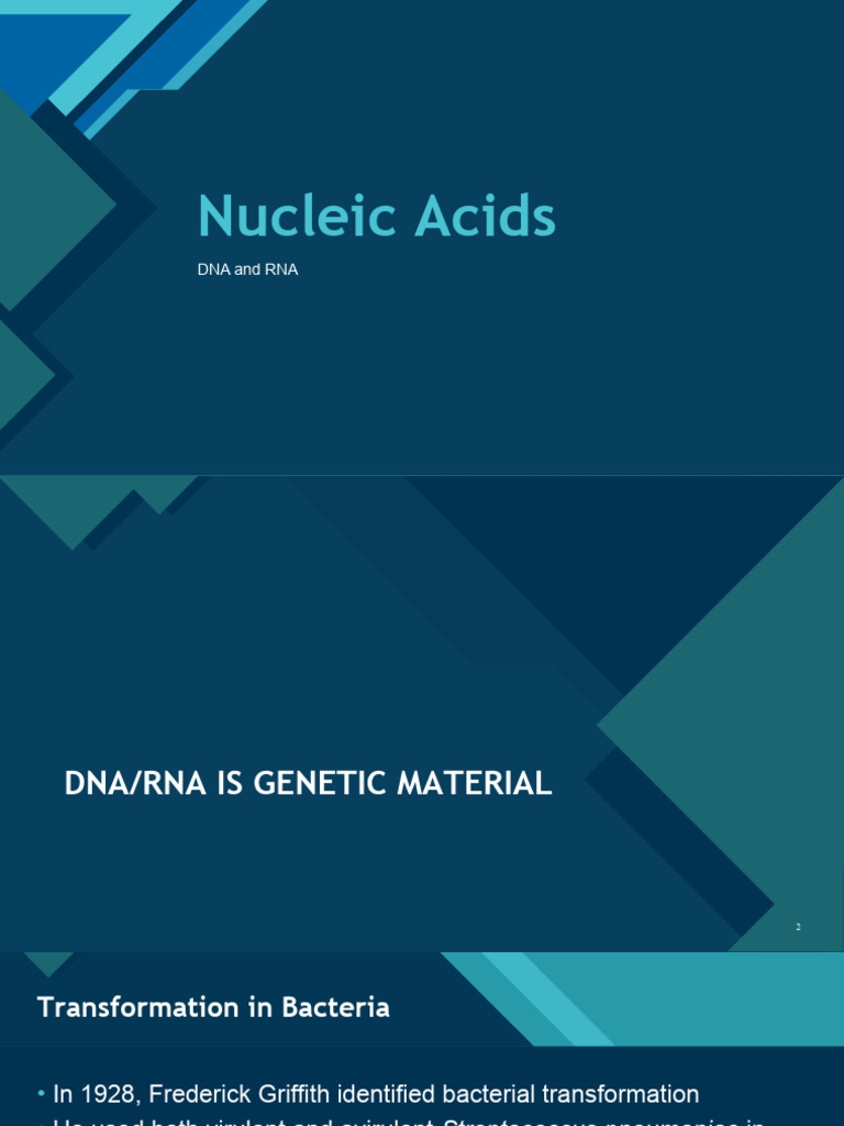 Nucleic Acids DNA and RNA Part 1 PDF Dna Nucleotides