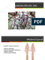 Clase Vascularizacion SNC
