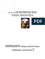 Sistem Reproduksi Pada Manusia