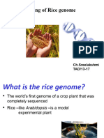 Rice Genome