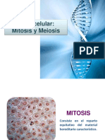 Clase 4 Mitosis y Meiosis