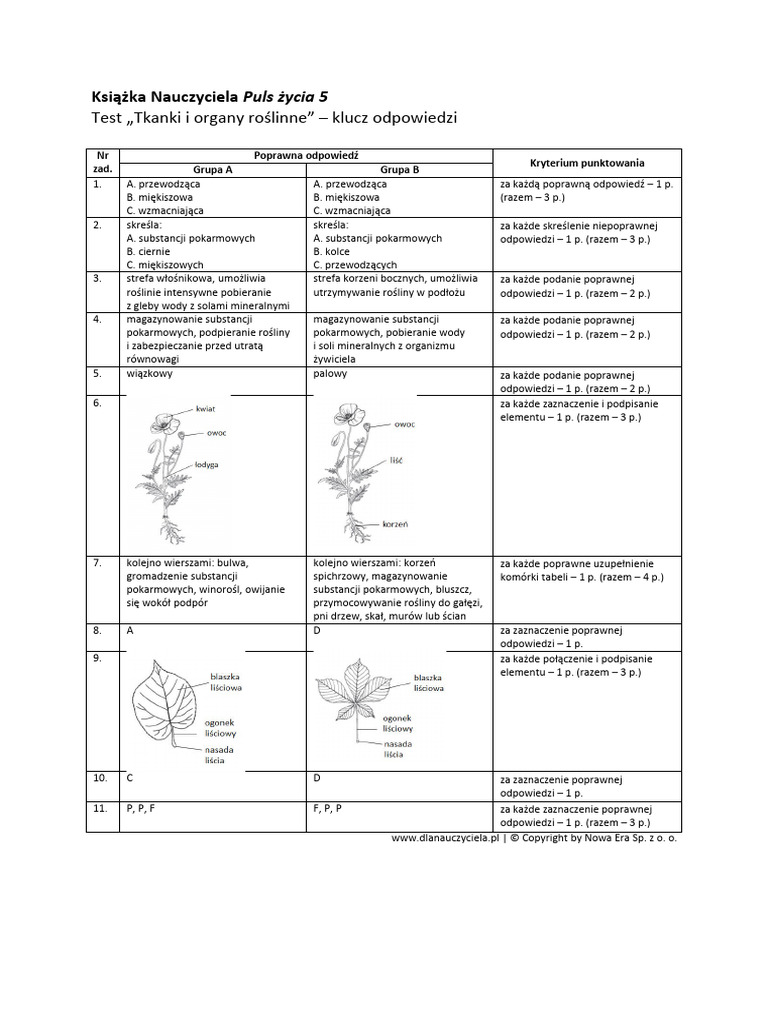 Test Tkanki I Organy Roslinne Klucz Odpowiedzi | PDF