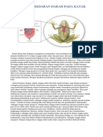 Sistem Peredaran Darah Pada Katak