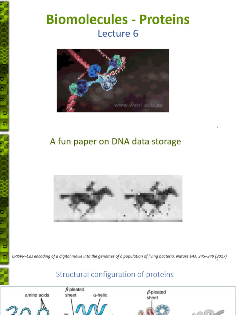 Lec 7 PDF Proteins Denaturation (Biochemistry)