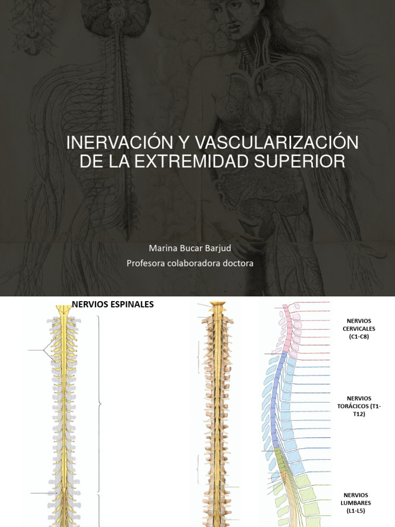 Plexo Braquial Pdf Sistema Musculoesquelético Anatomía Humana