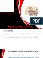 Medulla Oblongata