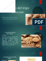 Cultivo Del Trigo Triticum 1er Corte