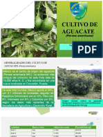 Aguacate 4