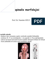 2023 Medulla Spinalis Morfolojisi