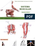 Sistema Muscular Movimentos