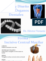 Dibujo y Diseño de Los Organos Dentarios