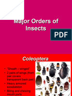 Major Orders of Insects W-Notes Text