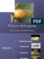 16 Filo Artropoda 2023