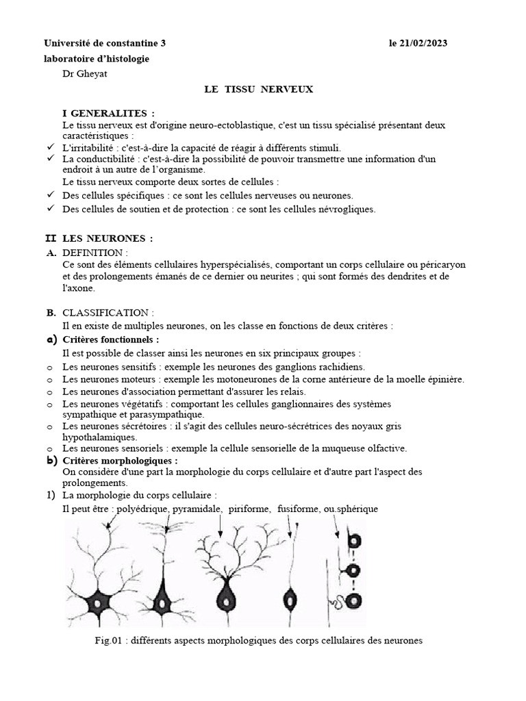 Anatomie et Fonction du Tissu Nerveux | PDF | Neurone | Système nerveux