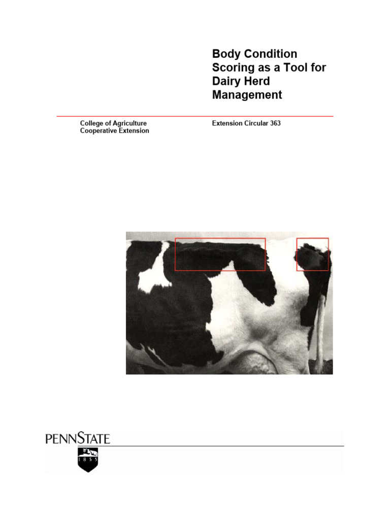 BCS As Tool of Dairy Cattle Management PDF Dairy Cattle Cattle