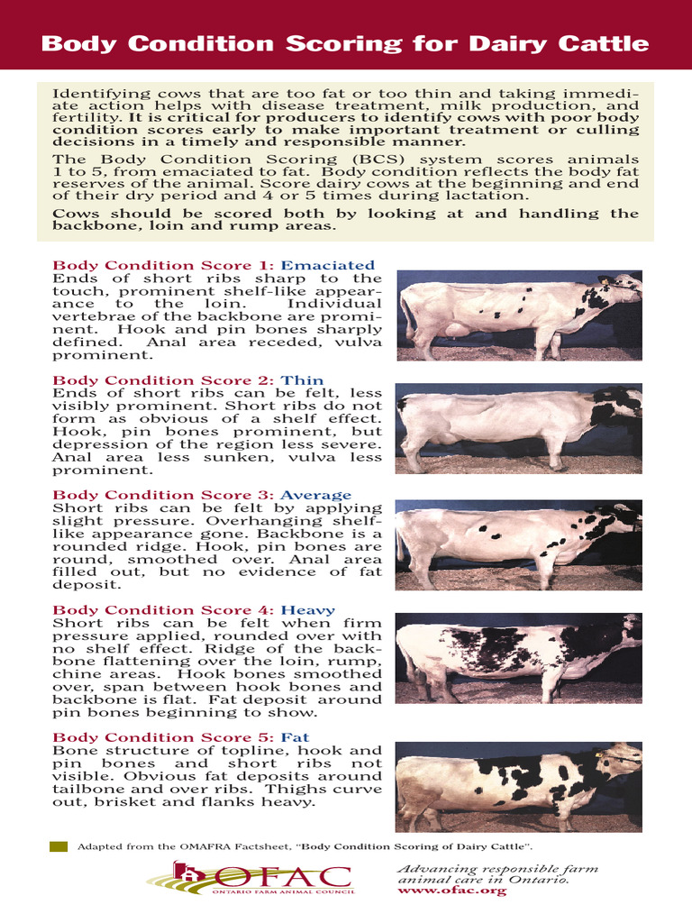 Body Condition Score PDF Cattle Dairy Cattle