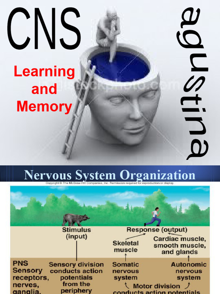 learning-and-memory-pdf