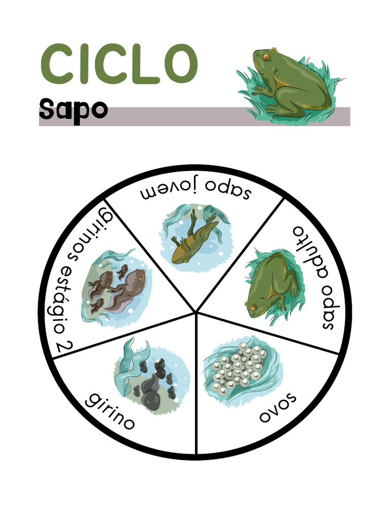 Ciclo de Vida (Sapo) | PDF