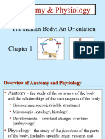 Intro To Anatomy