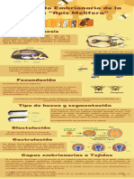 Copia de Desarrollo Embrionario de La Abeja Apis Melifera