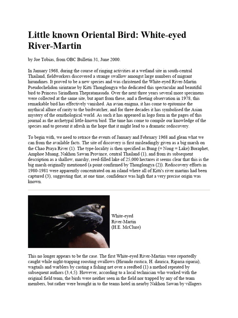 Rediscovering the White-eyed River-Martin | PDF | Birds | Ornithology