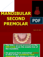 Mandibular Second Premolar: Prof. A. El-Sahn