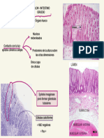 Tejido Epitelial Colon Intestino Grueso