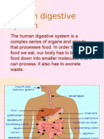 Dygestive System