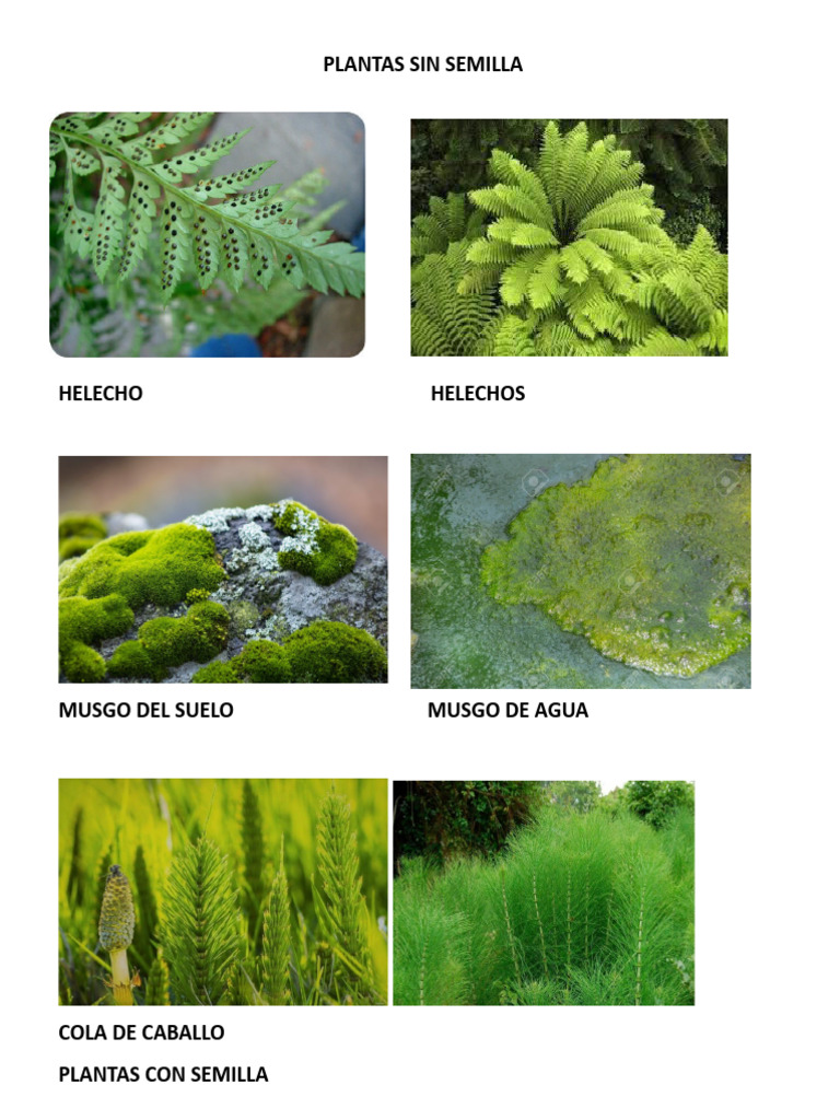 Plantas Sin Semilla: Ejemplos y Tipos | PDF
